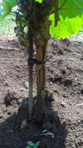 vigna-rotta