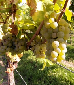 grapes-259863_640