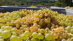 vendemmia-2017